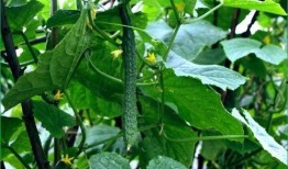 胆结石吃反瓜,揭秘反瓜与胆结石的微妙关系