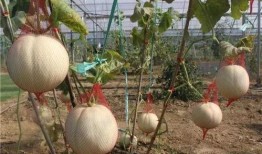 陶湾吃瓜比赛,一场别开生面的吃瓜盛宴