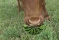 最牛吃瓜,揭秘网络舆论场的风云变幻