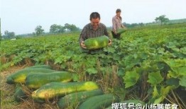 孟州吃瓜事件,一场引发社会热议的网络风波