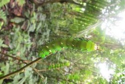 罗威的森林吃瓜,一场奇幻的吃瓜之旅