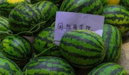 吃瓜作品怎么发,从吃瓜作品看娱乐圈的喧嚣与真相