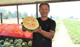 地王吃瓜,揭秘房地产市场的另类现象