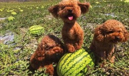 热心吃瓜狗狗图片大全