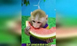 猴子吃瓜的感想,揭秘猴界美食心得
