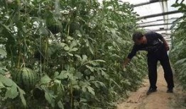 郑州中牟学校吃瓜,校园生活里的意外插曲