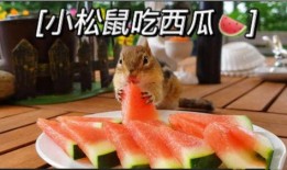 小松鼠吃不吃瓜,吃与不吃的智慧