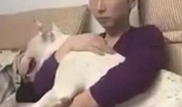 吃瓜斗牛犬,揭秘宠物界的“网红”现象