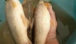 江鱼吃瓜队长,揭秘网络红人的魅力与影响力