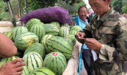 陶湾吃瓜比赛,一场别开生面的吃瓜盛宴