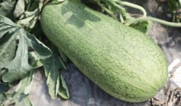 夏季吃瓜的季节