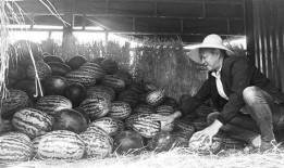 武威吃瓜群众事件