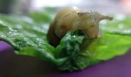 蜗牛吃脆瓜,一场奇妙的味蕾之旅