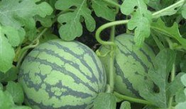 孕妇可以吃白土瓜吗