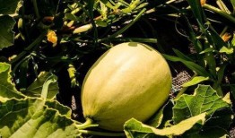 买瓜吃瓜后嗓子疼,买瓜吃瓜，嗓子疼的烦恼如何解决？