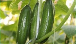 胆结石吃反瓜,揭秘反瓜与胆结石的微妙关系