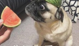 吃瓜护士主任,揭秘医疗界的“瓜田”趣事