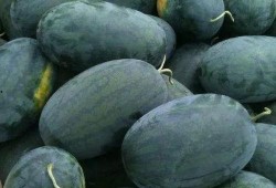 江瓜可以吃吗,美味可口的天然美食探索