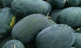 江瓜可以吃吗,美味可口的天然美食探索