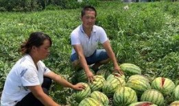 西吉吃瓜事件,一场网络舆论的风暴与反思