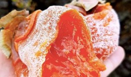 保定吃瓜柿饼,甜蜜滋味尽在吃瓜柿饼