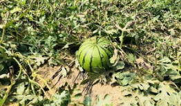 吃瓜吃得太累了,揭秘吃瓜族身心疲惫背后的真相