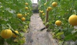 手术可以吃伊丽莎白瓜吗,伊丽莎白瓜在恢复期的适宜摄入