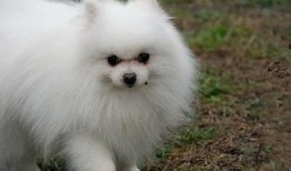 博美犬可以吃老瓜干吗,老瓜干适宜吗？