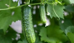 吃瓜小院,揭秘娱乐圈背后的故事与真相