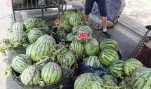 礼县吃瓜事件视频最新,一场网络舆论的风暴与反思