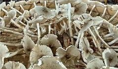 瓜花菌可以吃吗,探究其可食用性之谜