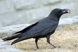 瓜地怎么防乌鸦吃瓜,守护丰收的秘密武器