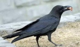 瓜地怎么防乌鸦吃瓜,守护丰收的秘密武器