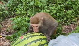 哥瑞利吃瓜,揭秘娱乐圈的“瓜田”趣事