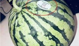 吃瓜吃大瓜买瓜买头茬,品鉴头茬瓜果，尽享吃瓜买瓜新潮流