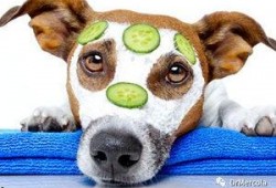 狗狗可以吃甜蜜瓜吗,狗狗可以安全享用的夏日美味吗？