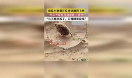 瓜地里有刺猬吃瓜,瓜与刺的和谐共舞
