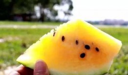 沙瓜比脆瓜好吗怎么吃,如何挑选与享用最佳夏日水果