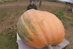 吃田瓜会呕吐吗,吃田瓜引发呕吐现象揭秘