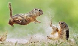 小松鼠吃不吃瓜,吃与不吃的智慧