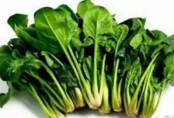 吃葫芦瓜可以吃菠菜吗,探索健康饮食的完美搭配