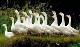 吃瓜鹅自然而燃