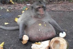 吃瓜卖货变猴子,变身猴子背后的神秘故事