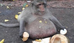 吃瓜卖货变猴子,变身猴子背后的神秘故事