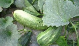 吃嫩瓜的好处,揭秘吃嫩瓜的五大好处