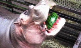 带你吃瓜河马,一场别开生面的美食之旅