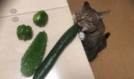 猫可以吃薯瓜吗,薯瓜在猫饮食中的适宜性解析