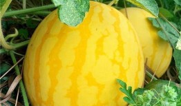 江瓜可以吃吗,美味可口的天然美食探索