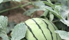 可以吃网红瓜的群,跟随潮流，畅享网络美食盛宴