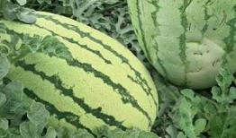 花样吃瓜,解锁夏日清凉新姿势